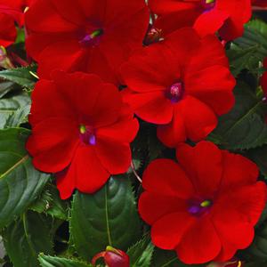 Impatiens hybrid 'Compact Red' Sunpatiens from Moose Crossing Garden Center