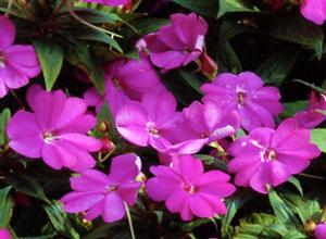 Impatiens hybrid 'Compact Lilac' Sunpatiens from Moose Crossing Garden Center