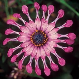 Osteospermum ecklonis 'Flower Power Spider Pink' African Daisy from Moose Crossing Garden Center