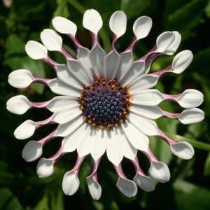 Osteospermum ecklonis 'Flower Power Spider White' African Daisy from Moose Crossing Garden Center