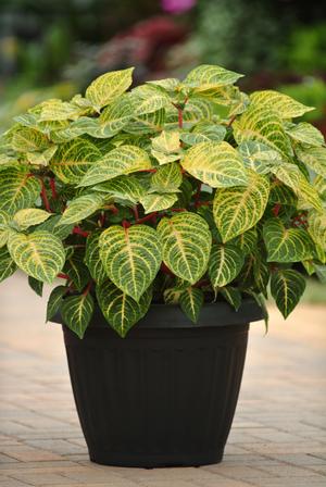 Iresine hybrid 'Blazin Lime' Blood leaf from Moose Crossing Garden Center