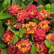 Lantana camara 'Luscious Citrus Blend' Lantana from Moose Crossing Garden Center