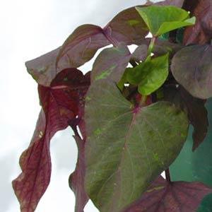 Ipomoea batatas 'Ace of Spades' Sweet Potato Vine from Moose Crossing Garden Center