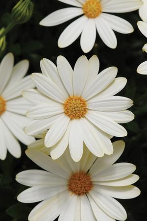 Osteospermum hybrid 'Voltage White' African Daisy from Moose Crossing Garden Center