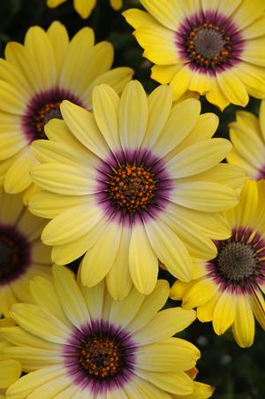 Osteospermum ecklonis 'Blue Eyed Beauty' African Daisy from Moose Crossing Garden Center