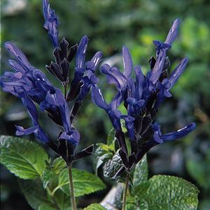 Salvia guaranitica 'Black and Blue' Salvia from Moose Crossing Garden Center