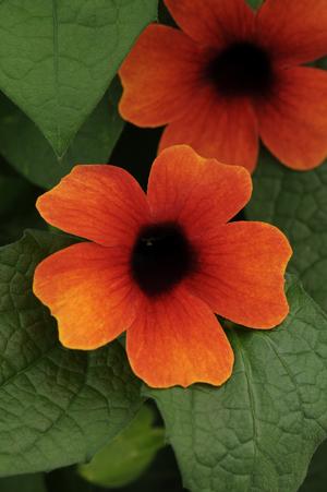 Thunbergia alata 'Sunny Arizona Glow' Black-eyed Susan Vine from Moose Crossing Garden Center