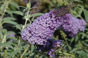 Buddleia davidii 'Buzz Sky Blue' Butterfly Bush from Moose Crossing Garden Center