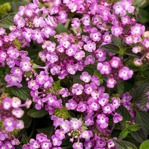 Lantana camara 'Luscious Grape' Lantana from Moose Crossing Garden Center