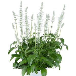Salvia farinacea 'Sallyfun White' Salvia from Moose Crossing Garden Center