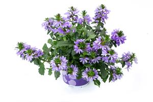 Scaevola 'Scalora (Fancy)' Fan Flower from Moose Crossing Garden Center