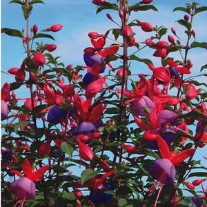 Fuchsia hybrid 'Ballerina Blue' Upright Fuchsia from Moose Crossing Garden Center