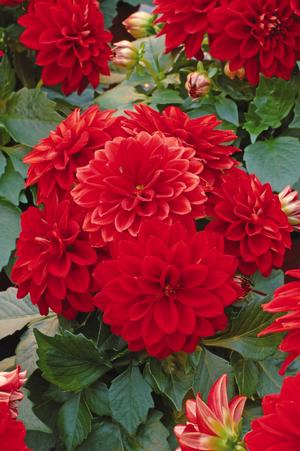 Dahlia hybrid 'Tessy' Dahlia from Moose Crossing Garden Center