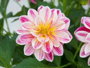 Dahlia hybrid 'Pink Yellow Eye' Dahlia from Moose Crossing Garden Center