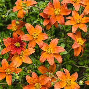 Bidens 'Campfire Fireburst' Bidens from Moose Crossing Garden Center