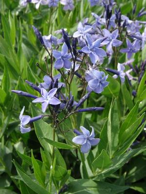 Amsonia 'Blue Ice' Blue Star from Moose Crossing Garden Center