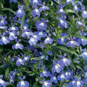 Lobelia erinus 'Laguna Compact Blue w/Eye' Lobelia from Moose Crossing Garden Center