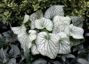 Brunnera macrophylla 'Alexander's Great' Bugloss from Moose Crossing Garden Center