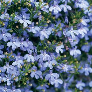 Lobelia erinus 'Laguna Sky Blue' Lobelia from Moose Crossing Garden Center