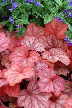 Heuchera hybrid 'Georgia Peach' Coral Bells from Moose Crossing Garden Center