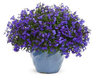 Lobelia erinus 'Laguna Dark Blue' Lobelia from Moose Crossing Garden Center