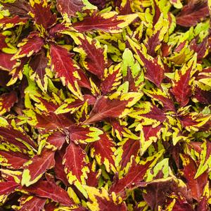 Coleus 'Colorblaze Apple Brandy' Coleus from Moose Crossing Garden Center