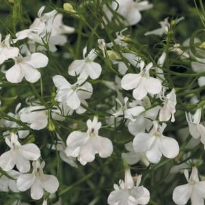 Lobelia erinus 'Laguna White' Lobelia from Moose Crossing Garden Center