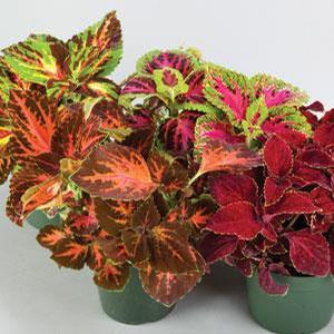 Coleus 'Rainbow Mix' Coleus from Moose Crossing Garden Center