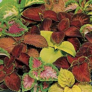 Coleus 'Wizard Mix' Coleus from Moose Crossing Garden Center