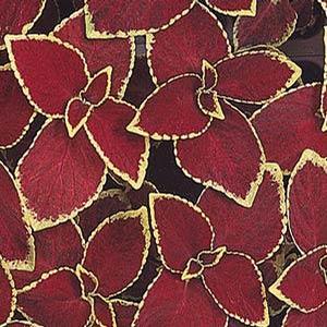 Coleus 'Wizard Scarlet' Coleus from Moose Crossing Garden Center