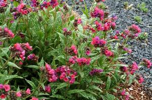 Pulmonaria 'Raspberry Splash' Lungwort from Moose Crossing Garden Center