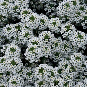 Lobularia hybrid 'Snow Princess' Alyssum from Moose Crossing Garden Center