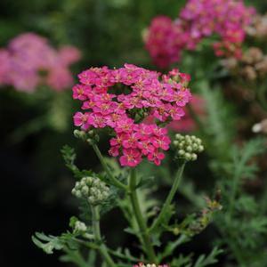 Achillea millefolium 'New Vintage Rose' Yarrow from Moose Crossing Garden Center