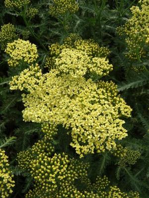 Achillea millefolium 'Sunny Seduction' Yarrow from Moose Crossing Garden Center