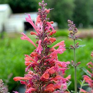 Agastache hybrid 'Kudos Coral' Dwarf Hummingbird Mint from Moose Crossing Garden Center