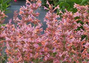 Agastache hybrid 'Kudos Ambrosia' Dwarf Hummingbird Mint from Moose Crossing Garden Center
