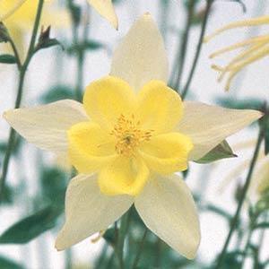 Aquilegia hybrid 'Swan Yellow' Columbine from Moose Crossing Garden Center