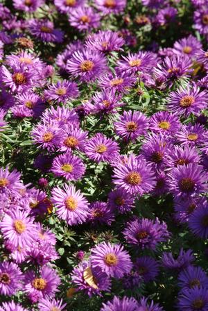 Aster novae-angliaw 'Purple Dome' Aster from Moose Crossing Garden Center