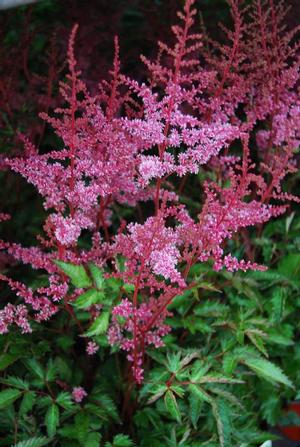 Astilbe simplicifolia 'Key Largo' Astilbe from Moose Crossing Garden Center