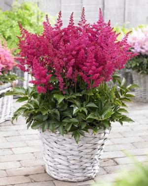 Astilbe hybrid 'Younique Ruby Red' Astilbe from Moose Crossing Garden Center