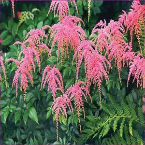 Astilbe thunbergii 'Ostrich Plume' Astilbe from Moose Crossing Garden Center