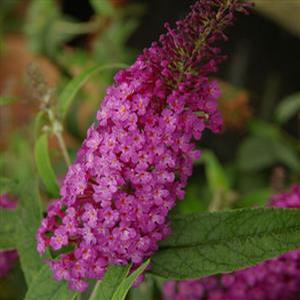 Buddleia davidii 'Buzz Purple' Butterfly Bush from Moose Crossing Garden Center