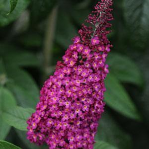 Buddleia davidii 'Cranrazz' Butterfly Bush from Moose Crossing Garden Center