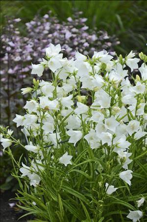 Campanula persicifolia 'Takion White' Bellflower from Moose Crossing Garden Center