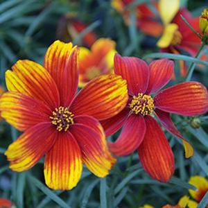 Coreopsis verticillata 'Lightning Bug' Threadleaf Coreopsis from Moose Crossing Garden Center