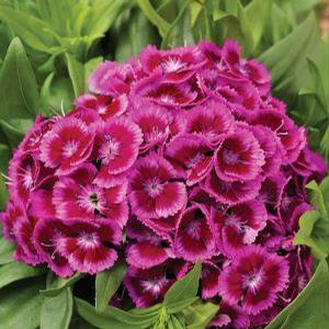 Dianthus barbatus 'Barbaraini Purple Bicolor' Sweet William from Moose Crossing Garden Center