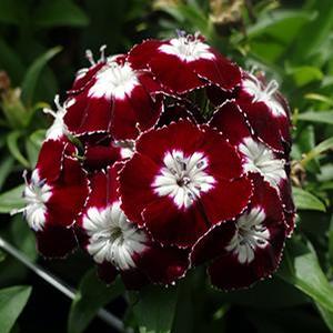 Dianthus barbatus 'Beauty Homeland' Sweet William from Moose Crossing Garden Center
