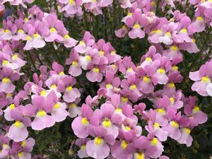 Nemesia fruticans 'Aromance Pink' Nemesia from Moose Crossing Garden Center