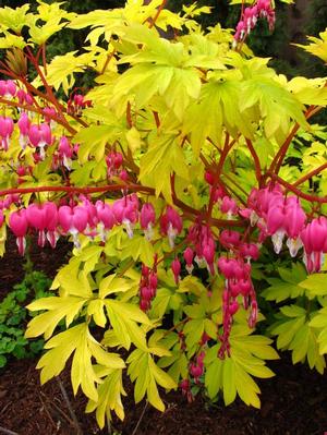 Dicentra spectabilis 'Goldheart' Bleeding Heart from Moose Crossing Garden Center