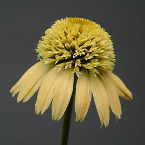 Echinacea purpurea 'Double Scoop Lemon Cream' Coneflower from Moose Crossing Garden Center
